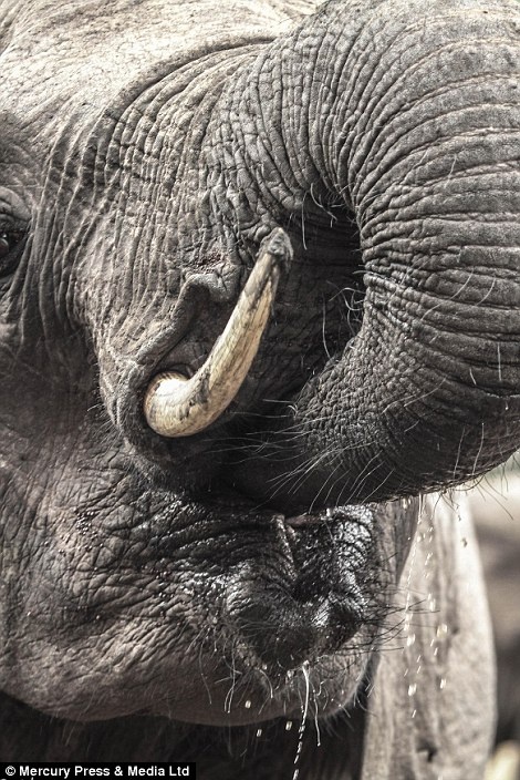 Quang cảnh xung quanh khu du lịch khá thoáng đãng, với rừng bao phủ và hố nước. Khoảng 11 giờ sáng đàn voi đầu tiên xuất hiện tới hố nước để uống nước, rồi ngay sau chúng là các đàn voi khác cũng tới. Hố nước nhỏ nhanh chóng cạn, chỉ còn lại bùn.