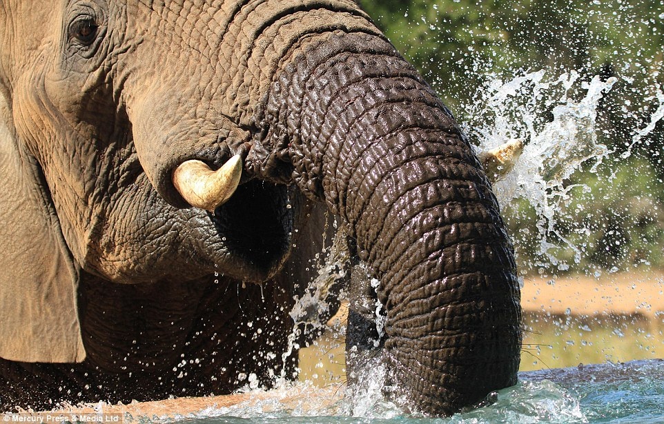 Thay vì di chuyển đến nơi khác, chúng tiến đến bể bơi, Lautenbach viết, tại thời điểm đó tôi đã đếm được tới 60 con. Chúng nhanh chóng uống hết nửa số nước tại bể, và hòa bể nước thành màu bùn.