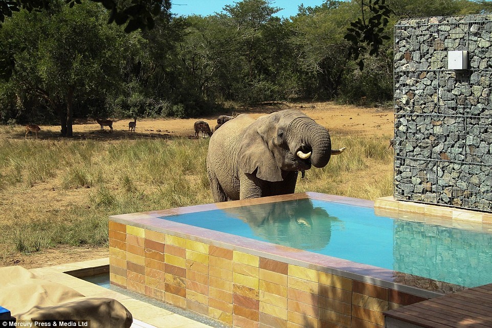 Trung bình một con voi có thể uống 100 lít nước một ngày, Lautenbach giải thích, 60 chú voi sẽ giải quyết gọn 6000 lít nước tại bể. 