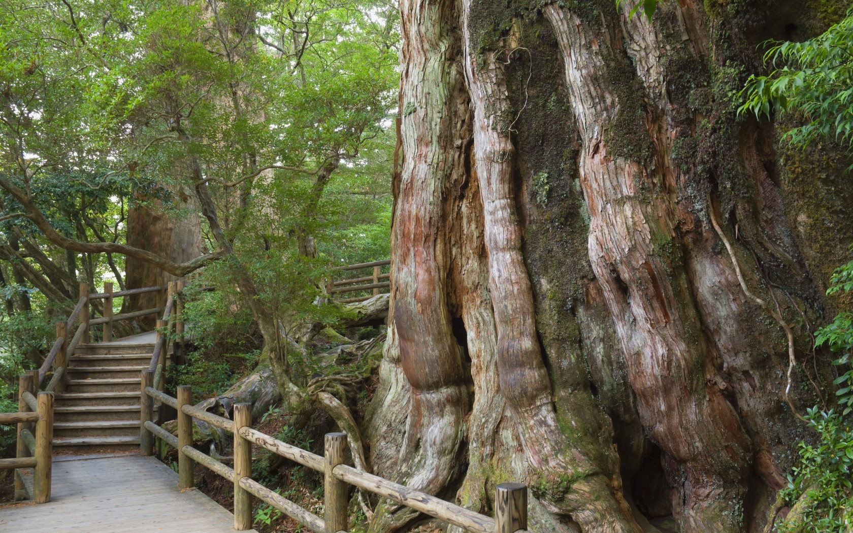 10. Thăm hòn đảo hoang sơ Yakushima  Đảo Yakushima thuộc địa phận tỉnh Kagoshima. Hòn đảo hoang sơ này có một thảm thực vật phong phú và đã được UNESCO công nhận là di sản thiên nhiên thế giới. Mỗi năm có hơn 300.000 khách du lịch yêu thiên nhiên ghé thăm hòn đảo này. Điều kiện môi trường sinh thái tuyệt vời và trong lành là lý do khiến Yakushima trở thành một trong những nơi người dân có tuổi thọ cao nhất Nhật Bản.