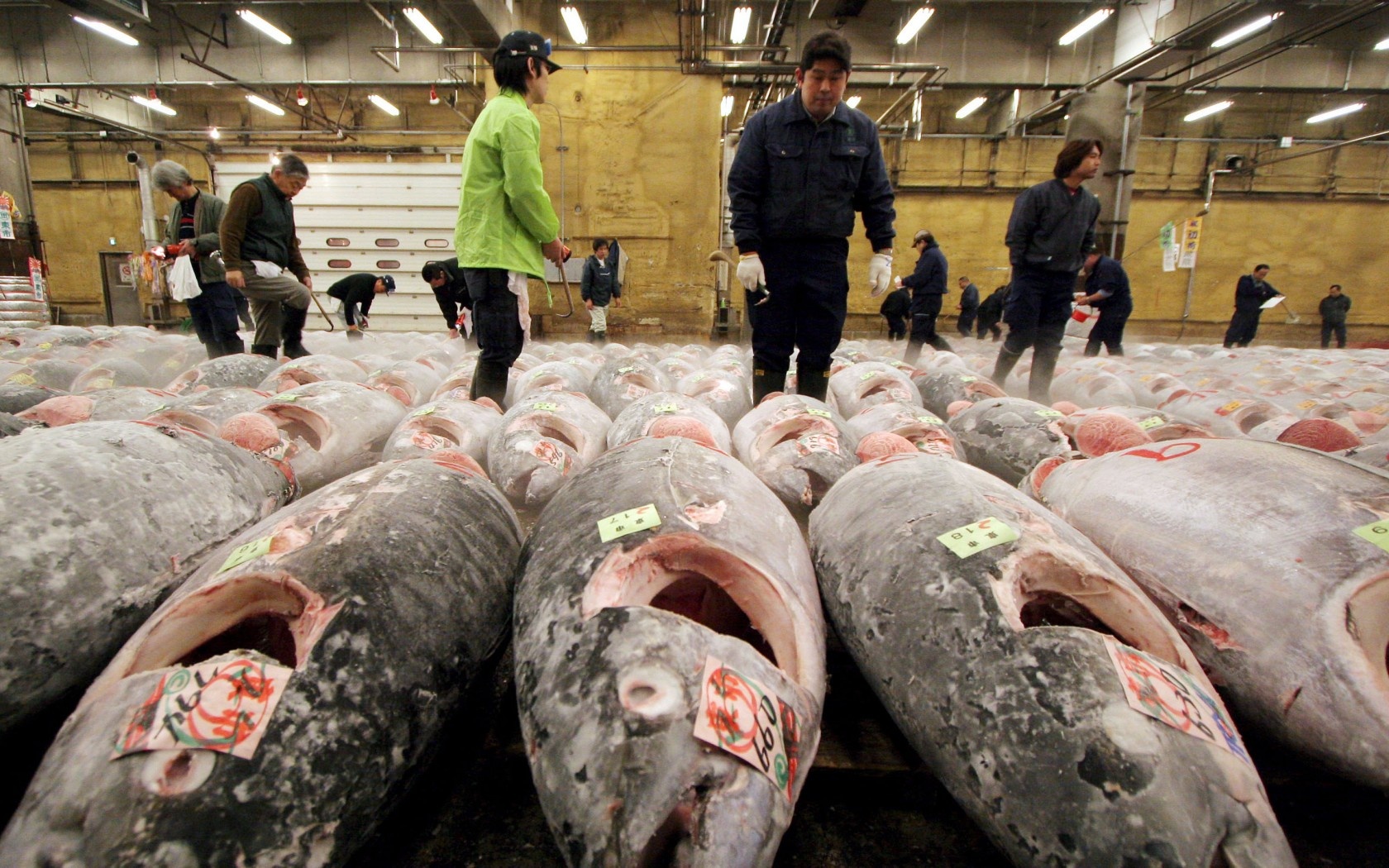 3. Đi chợ cá Tsukiji vào buổi sáng sớm  Tsukiji là một trong những chợ cá và hải sản lớn nhất thế giới, nơi bán hơn 400 loại thủy hải sản, từ những loài cá, tôm giá rẻ tới những loại cua, ghẹ có giá tới hàng trăm USD. Khu chợ này là nơi cung cấp nguồn nguyên liệu cho rất nhiều nhà hàng, khách sạn trên toàn thế giới và cũng là một địa điểm được khách du lịch ưa thích ở Tokyo. 