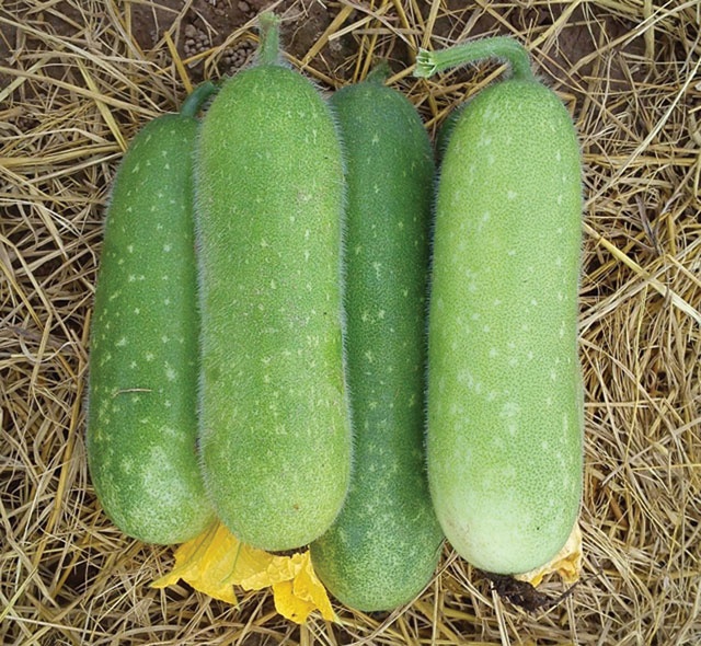 Nước luộc bí đao. Nước ép bí đao có tác dụng giải nhiệt và giảm cân. Tuy nhiên, không phải ai cũng có thể uống nước ép bí đao tươi. Bạn có thể luộc bí đao lấy nước uống. Theo Đông y, bí đao có tính hàn, vị cam, không độc, trị được chứng nóng, giúp lợi tiểu, giảm đau đầu, trị ung nhọt, nhuận trường. Lưu ý, bí đao không thích hợp với người ốm bị thiếu máu, huyết áp thấp hoặc có cơ địa hàn.