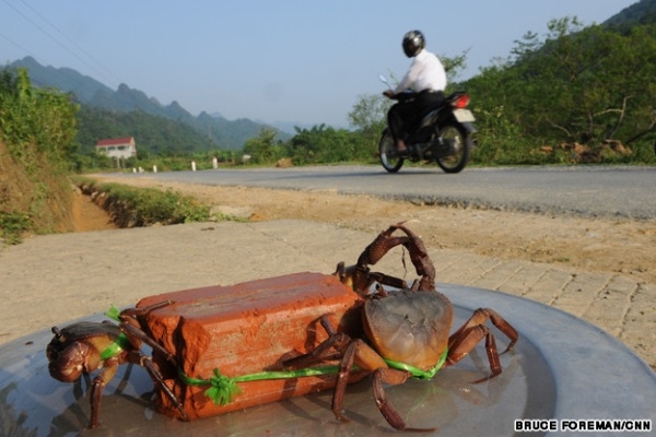 Người bán cua ven một con đường ở Hà Giang có cách thức kì lạ để bán hàng cũng như giữ cố định những chú cua.