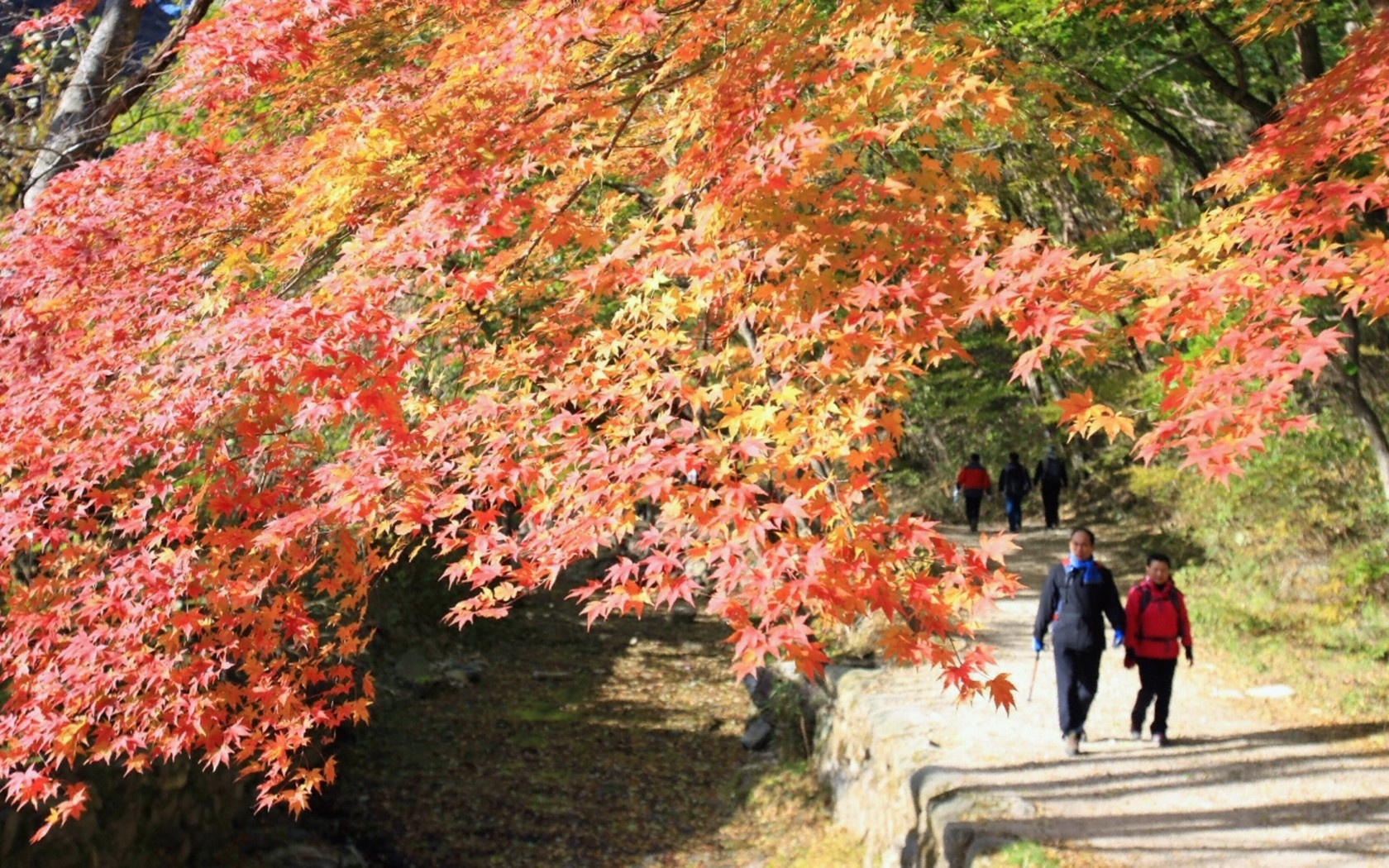 10. Tản bộ tại Vườn quốc gia Naejangsan. Vườn quốc gia Naejangsan là một trong những nơi đẹp nhất ở Hàn Quốc khi trời sang thu. Bên trong vườn quốc gia có nhiều thác nước nổi tiếng, một trong số đó gắn liền với truyền thuyết là nơi các vị tiên từng xuống tắm. 