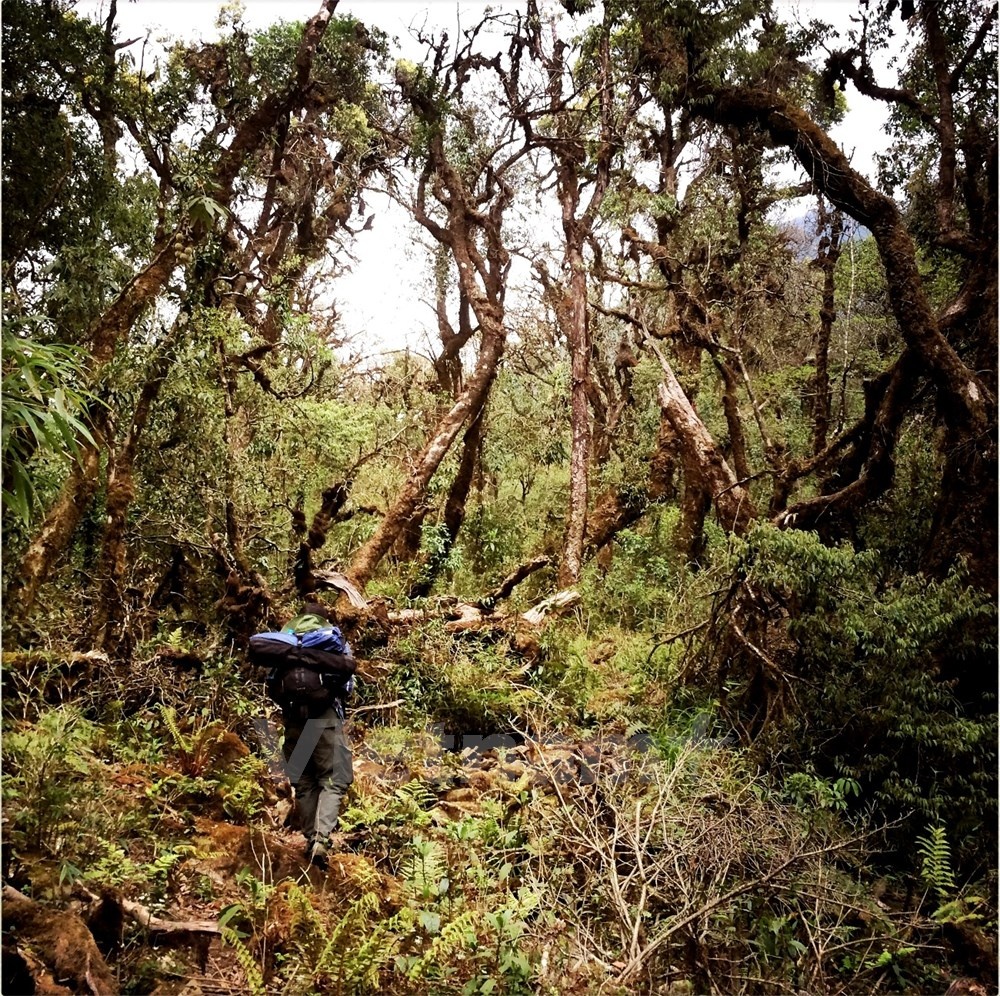 Pu Ta Leng nằm trong dãy Hoàng Liên Sơn thuộc xã Tả Lèng, huyện Phong Thổ, tỉnh Lai Châu với hành trình qua khoảng 17km rừng nguyên sinh và đèo dốc mới lên đỉnh. Ảnh: Xuân Mai.