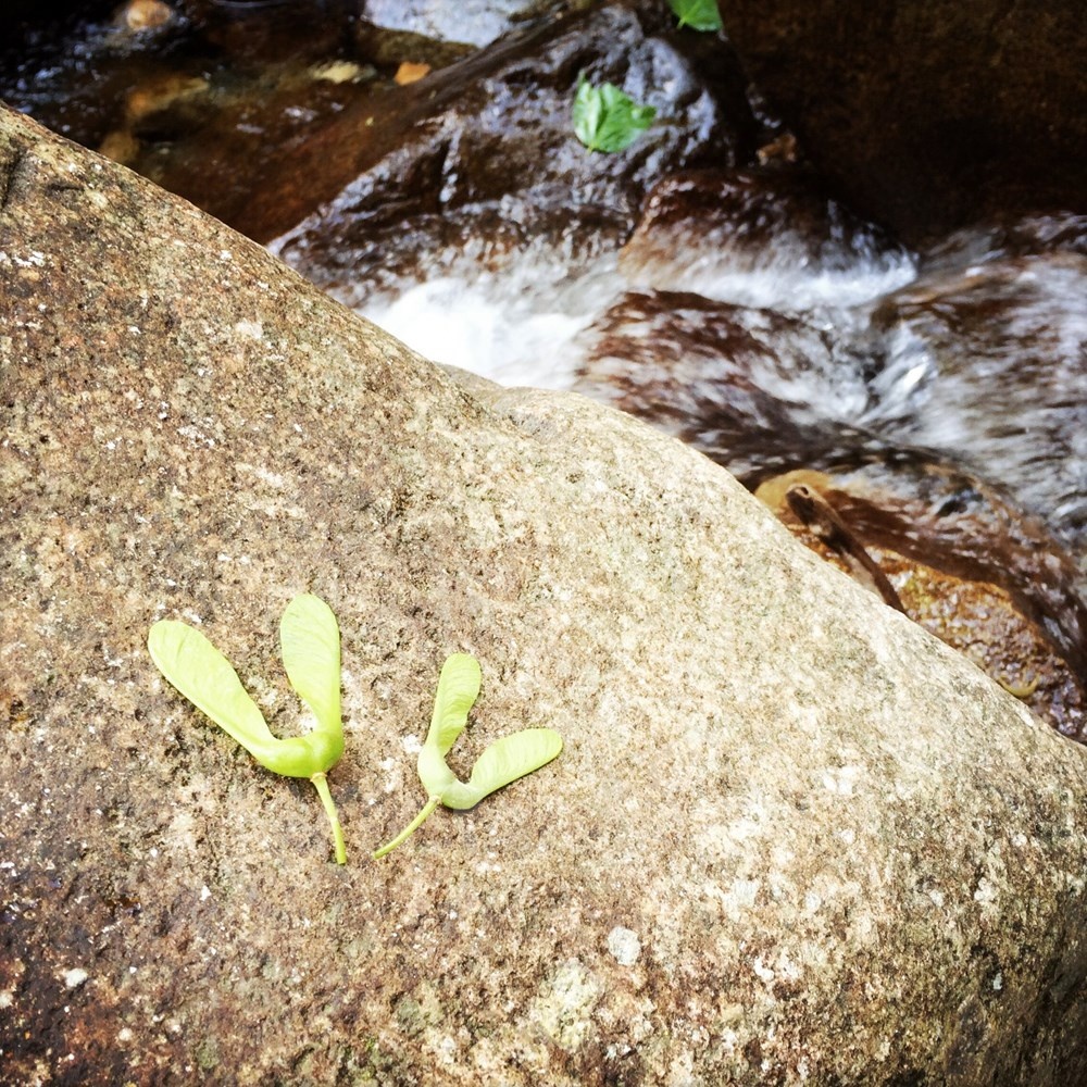 Cánh rừng nguyên sinh phủ đầy rêu và địa y cùng dòng suối lạnh ngắt. Ảnh: Xuân Mai.