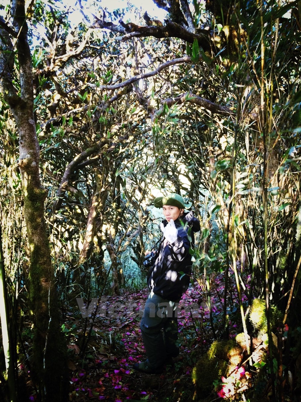 Bắt đầu từ độ cao khoảng 2.600m rừng cây mở ra với nhiều màu sắc lãng mạn của xác hoa đỗ quyên. Ảnh: Xuân Mai.