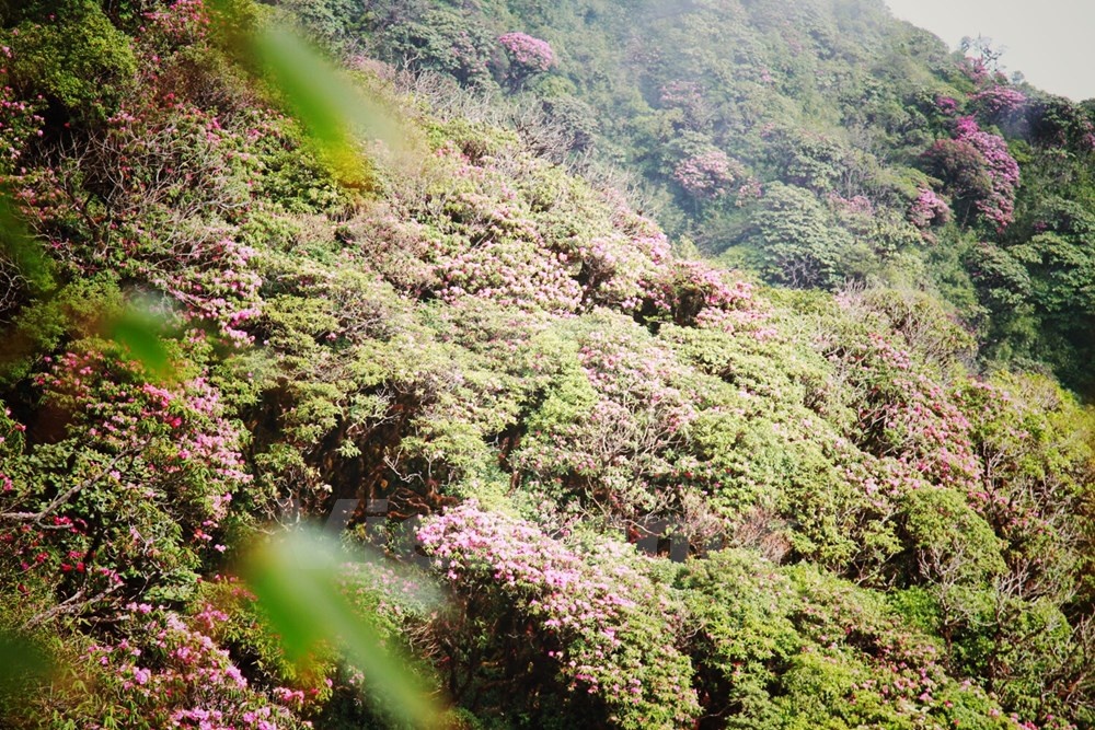 Cả vạt rừng rực lên sắc hồng tím tô điểm cho màu xanh rêu mốc của cánh rừng nguyên sinh. Ảnh: Xuân Mai.