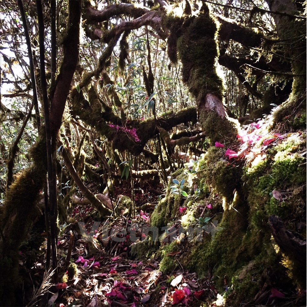 Những cánh hoa đậu trên từng tầng rêu và địa y làm không gian rừng già bớt đi vẻ ma quái.