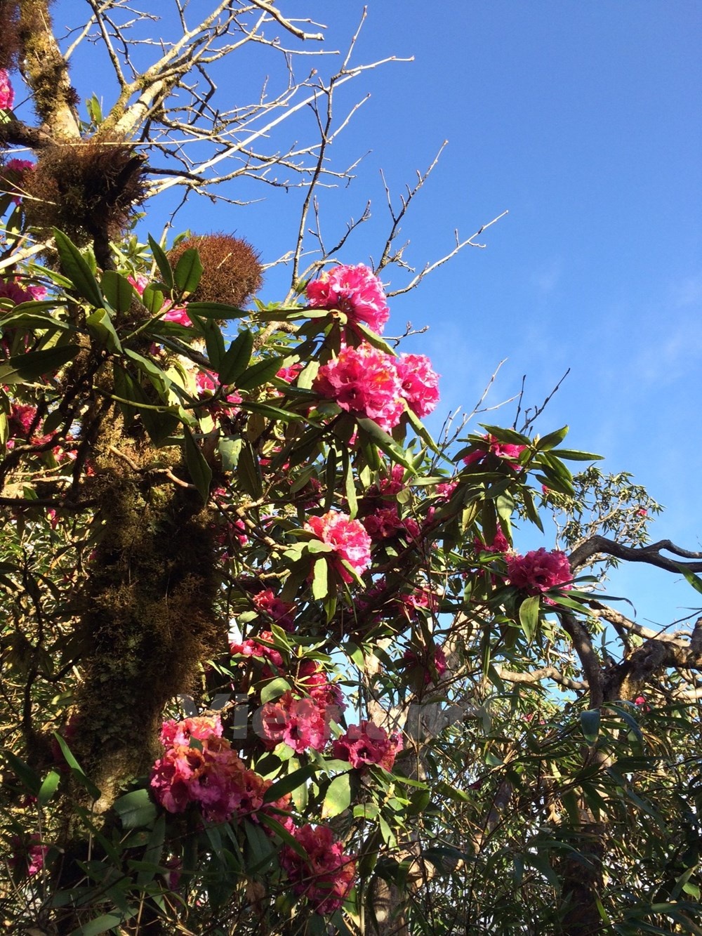 Những cây đỗ quyên có thể cao lớn tới 6-7m vươn mình khỏi rừng trúc đón nắng. Ảnh: Xuân Mai.