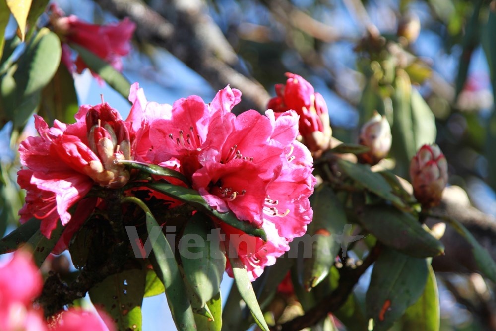 Thành quả của 17km băng rừng, vượt cả ngàn con dốc liên tục là đây. Ảnh: Xuân Mai.