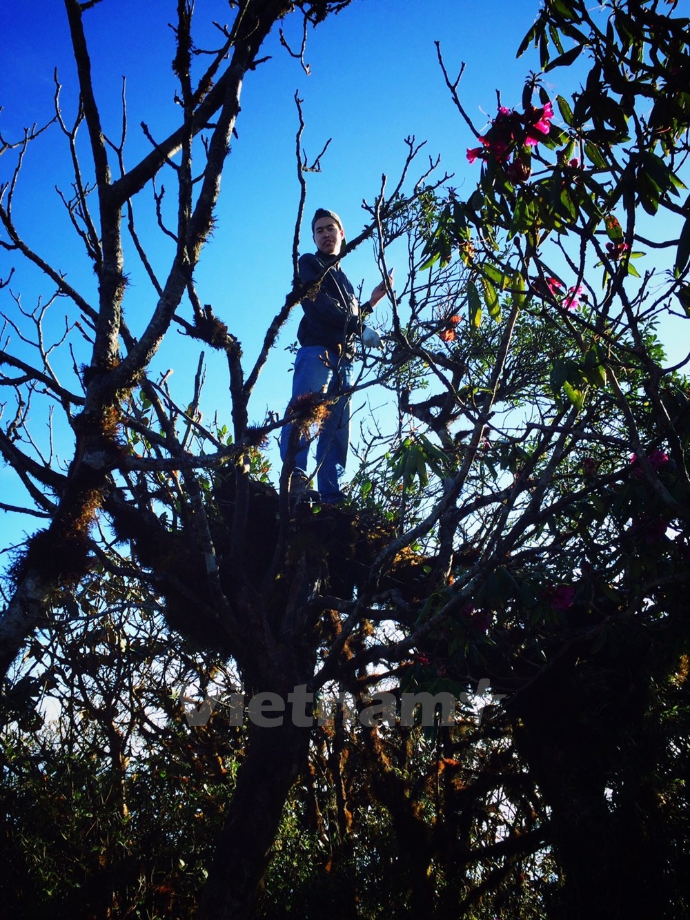 Một thành viên phấn khích trèo lên cây đỗ quyên để có thể phóng tầm mắt quan sát từ xa các đỉnh Bạch Mộc Lương Tử, Nhìu Cồ San và Fansipan. Ảnh: Xuân Mai.