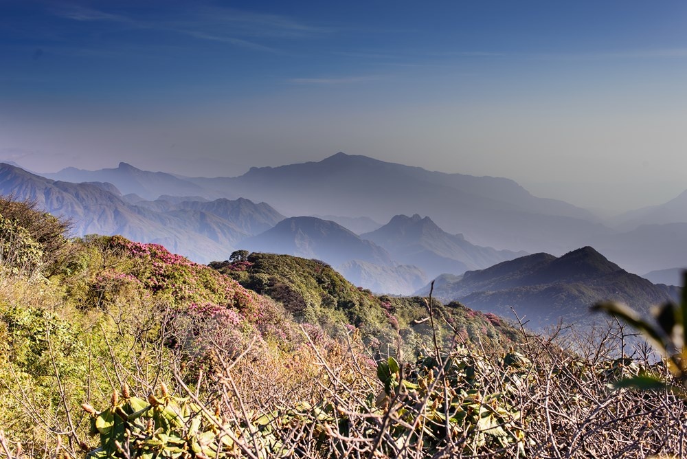 Ngam rung do quyen no ruc ro tren dinh nui Pu Ta Leng hinh anh