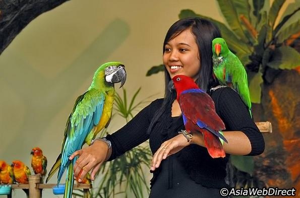 10. Công viên chim Kuala Lumpur. Công viên chim Kuala Lumpur nằm ở Vườn hồ (Lake Gardens – hồ nước rộng 92 hecta, uốn mình quanh những bãi cỏ xanh, những khu rừng với nhiều cây cổ thụ), rộng 21 hecta, là một ngôi nhà lưới khổng lồ, nơi nuôi dưỡng hơn 3000 con chim được đưa về từ 200 địa phương trong nước và nhiều quốc gia trên thế giới. Chim tại công viên được nuôi dưỡng và bảo vệ khá nghiêm ngặt. Ở công viên cũng có dịch vụ cho du khách chụp hình kỷ niệm cùng với những chú chim tại đây.