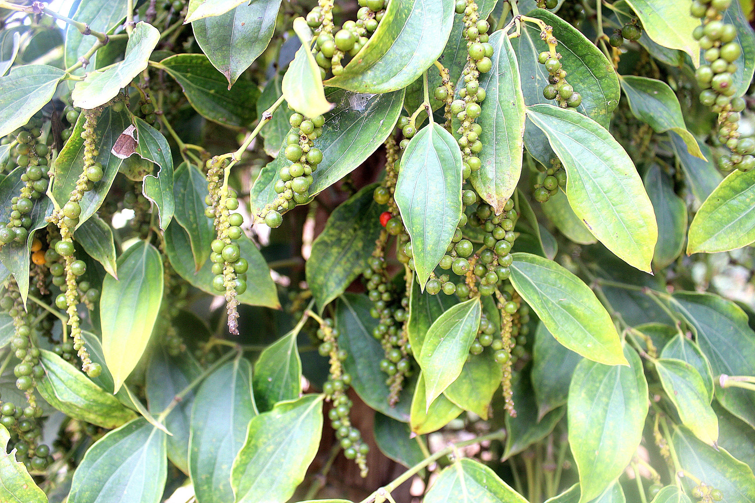 Đến Kep, bạn nên ghé qua trang trại trồng tiêu ở Kampot- hạt tiêu nơi này nổi tiếng trên toàn thế giới với chất lượng và mùi thơm.