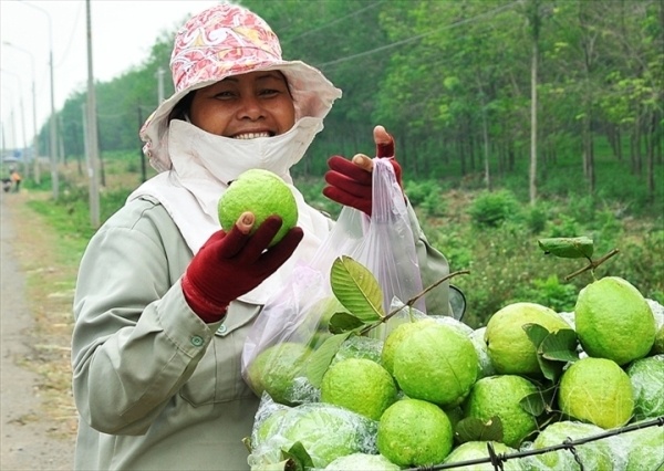 Khắp phố phường Hà Nội đâu đâu cũng thấy thấy mẹt ổi được các mẹ, các chị đưa từ vùng ngoại ô vào phố thị để thỏa mãn cái ham thích vị ổi của người thành phố.