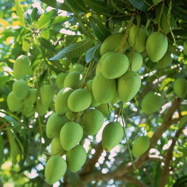 Xoài - Xoài là thức quả không kén mùa, mùa hè hay sang thu đều có thể thưởng thức. Xoài ngọt hợp khẩu vị nhiều người nhưng có lẽ món xoài xanh chấm muối ớt hay dầm chua ngọt là được lòng chị em hơn cả.