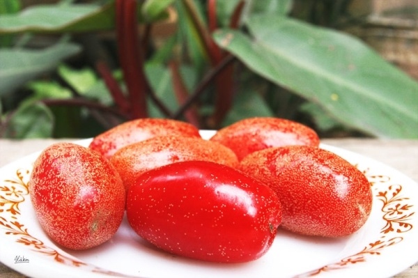 Khi những quả xanh non chuyển màu hồng đỏ, nhức nhối trong nắng mới, là lúc ấy hè về, là độ tháng tư về.