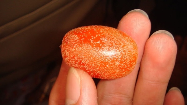 Khó ai có thể kìm lòng trước vị chua chua, chát chát xen lẫn ngọt ngào của những quả nhót chín. 