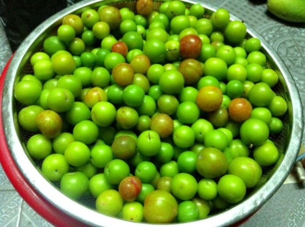 Mận đầu mùa trái nhỏ, mùa xanh xen vàng nhạt đẹp mắt.