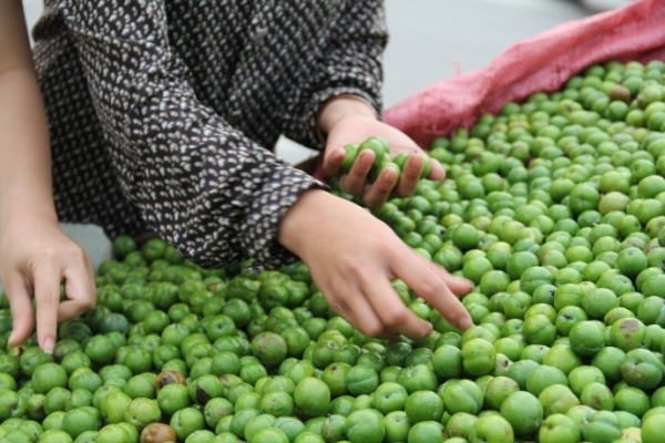 Thứ quả chua này là món ăn vặt không thể thiếu trong mùa hè.