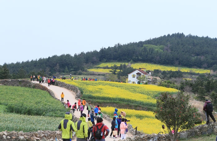 Hãy nhắm mắt lại và tưởng tượng bạn đang ở giữa những cánh đồng hoa cải nở rộ vàng óng ả dưới cái nắng trải mật ngọt ngào, và phía bên kia là cánh đồng lúa mạch mênh mông, đó chính là hình ảnh rất thật mà bạn sẽ được tận hưởng trên con đường số 1 trải dài 5.7 km trên đảo Cheongsando, quận Wando-gun, tỉnh Jeollanam-do.