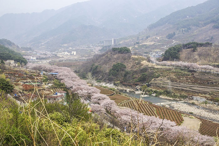 Nếu ghé thăm tỉnh Gyeongsangnam-do, sẽ là một thiếu sót lớn nếu bạn không dành chút thời gian tản bộ trên con đường Park Kyung-ri Toji-gil, nơi là bối cảnh của tác phẩm “The Land” của tiểu thuyết gia nổi tiếng Park Kyung-ni. Cung đường trải đầy bóng mát và ngào ngạt mùi hương của các loài hoa khoe sắc này sẽ đưa bạn tham quan khu chợ quê Hwagae, thác nước Buril cao 60 m hùng vĩ rồi trở về với cõi Phật tại đền Ssanggyesa. Bên cạnh đó, nếu có cơ hội bạn hãy đến đây vào dịp tháng 4 hoặc tháng 5 để hòa mình vào vẻ đẹp tinh khôi của lễ hội hoa anh đào.
