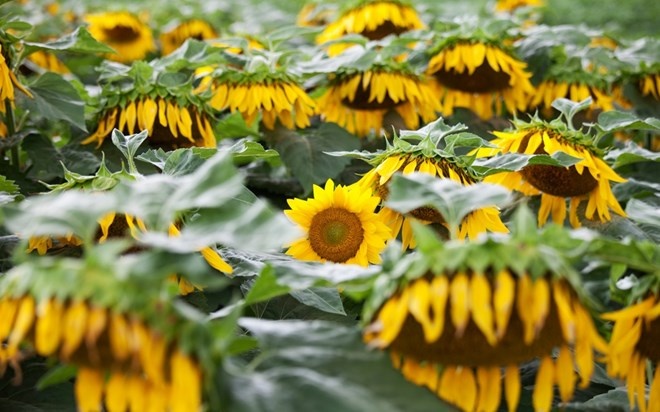 Thung lũng Kauai Lawai được mệnh danh là một trong những nơi ẩm ướt nhất trên thế giới. Do đó, hoa hướng dương có thể phát triển nhanh mà không cần bất kỳ sự chăm sóc chu đáo của bàn tay con người. Đây cũng là điều kiện tuyệt vời cho vô vàn các loại trái cây nhiệt đới hay rặng sanhô đỏ phát triển mạnh mẽ.