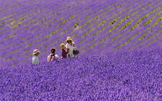 Hoa xuan bung no dep ngat ngay khap the gioi hinh anh