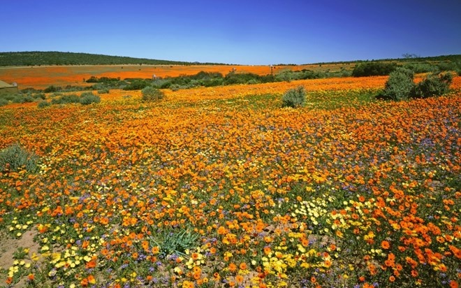 Vương quốc của những loài hoa quyến rũ nhất ở cực nam lục địa đen đã được Unesco công nhận là một trong 18 điểm nóng đa dạng sinh học của thế giới. Tất cả có 9.250 loại thực vật không thể tìm thấy được ở nơi nào khác trên hành tinh. Tại đây, du khách có thể đi bộ qua mấy dặm giữa những nhấp nhô của thế giới thực vật, bao gồm hơn 600 loại cây thạch nam, 80 loại cây protea khổng lồ, và hơn 135 loại cây bụi buchus có mùi hương nồng nàn.