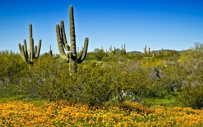 Trên nền sa mạc cằn cỗi, vào mùa hoa trăm hoa sẽ đua sắc tuyệt đẹp. Dù trườn xe lên con đường mòn hay đạp xe leo núi xuyên qua sa mạc đầy hoa sặc sỡ trong mùa xuân hoa nở đều đem lại cho bạn có cảm giác thật hoàn hảo. 