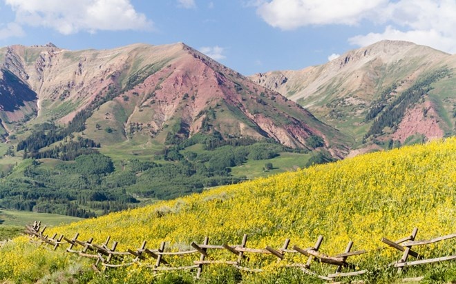 Cao nguyên Colorado, Mỹ trở thành một bức tranh thiên nhiên tuyệt đẹp với những khóm hoa dại màu vàng và tím khi gặp thời tiết lý tưởng. Những bông hoa dại Scorpion weed màu tím và Bee plant màu vàng nở rộ trên sa mạc cằn cỗi tạo nên một tấm thảm khổng lồ, đẹp đến lạ kỳ. Tuy nhiên, bức tranh thiên nhiên này chỉ tồn tại ngắn ngủi trong vài ngày và nó phụ thuộc vào lượng mưa trong mùa đông cũng như độ ẩm trong lòng đất. 