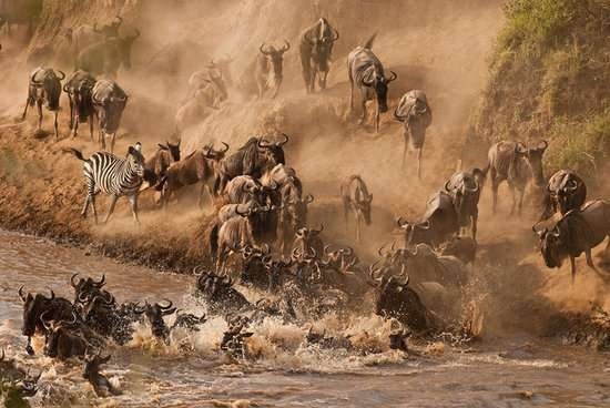 Chứng kiến màn linh dương đầu bò vượt sông Mara, Kenya. Ảnh: Corbis Images.