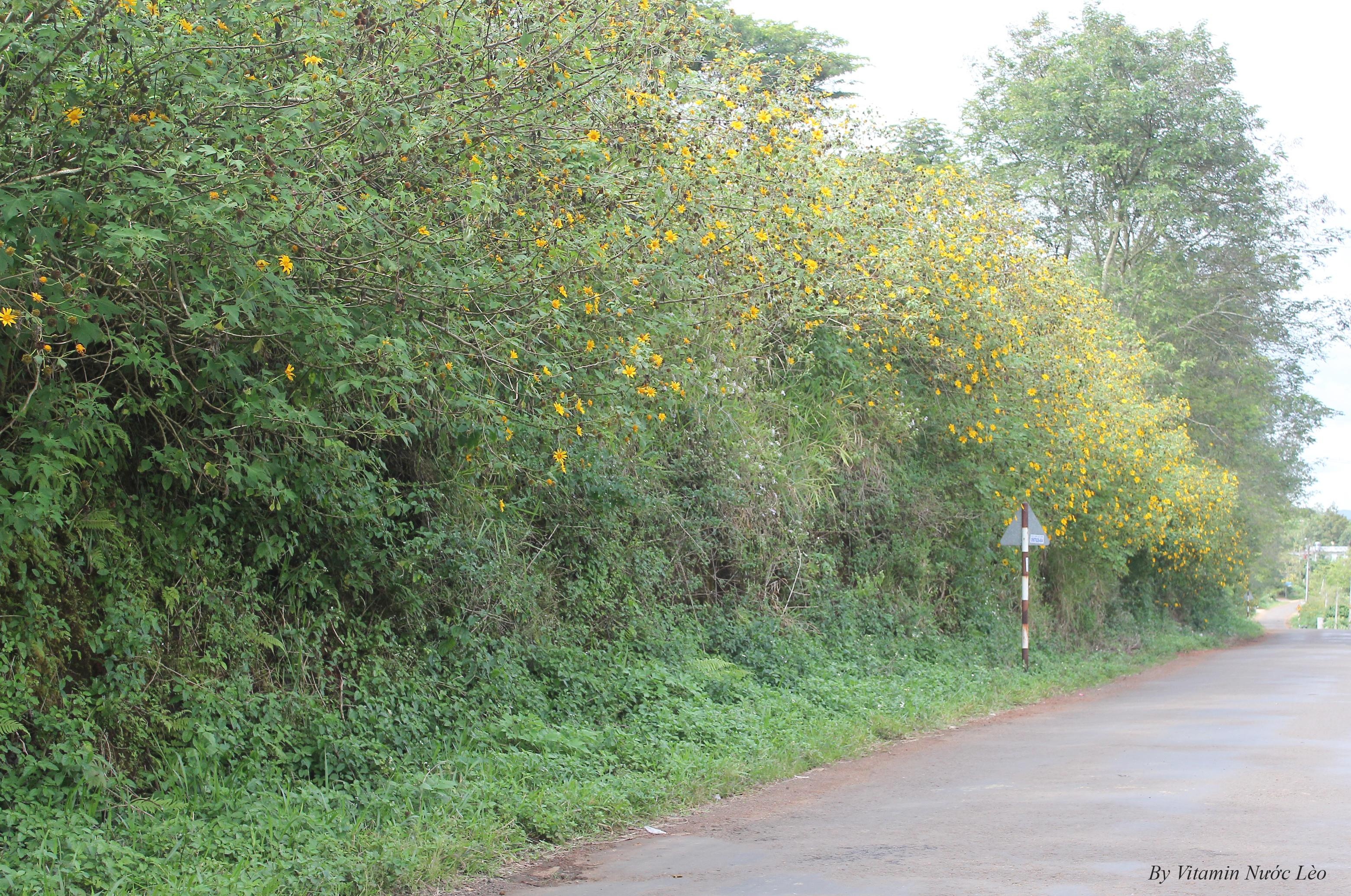 Khi đi trên đường quốc lộ 20 hướng Đà Lạt, bạn vô tình bắt gặp những hàng Dã Quỳ nợ rộ đầu tiên chào đón mình tại địa phận tỉnh Lâm Đồng, thì chắc chắn bạn đã đến Bảo Lộc rồi đấy. 