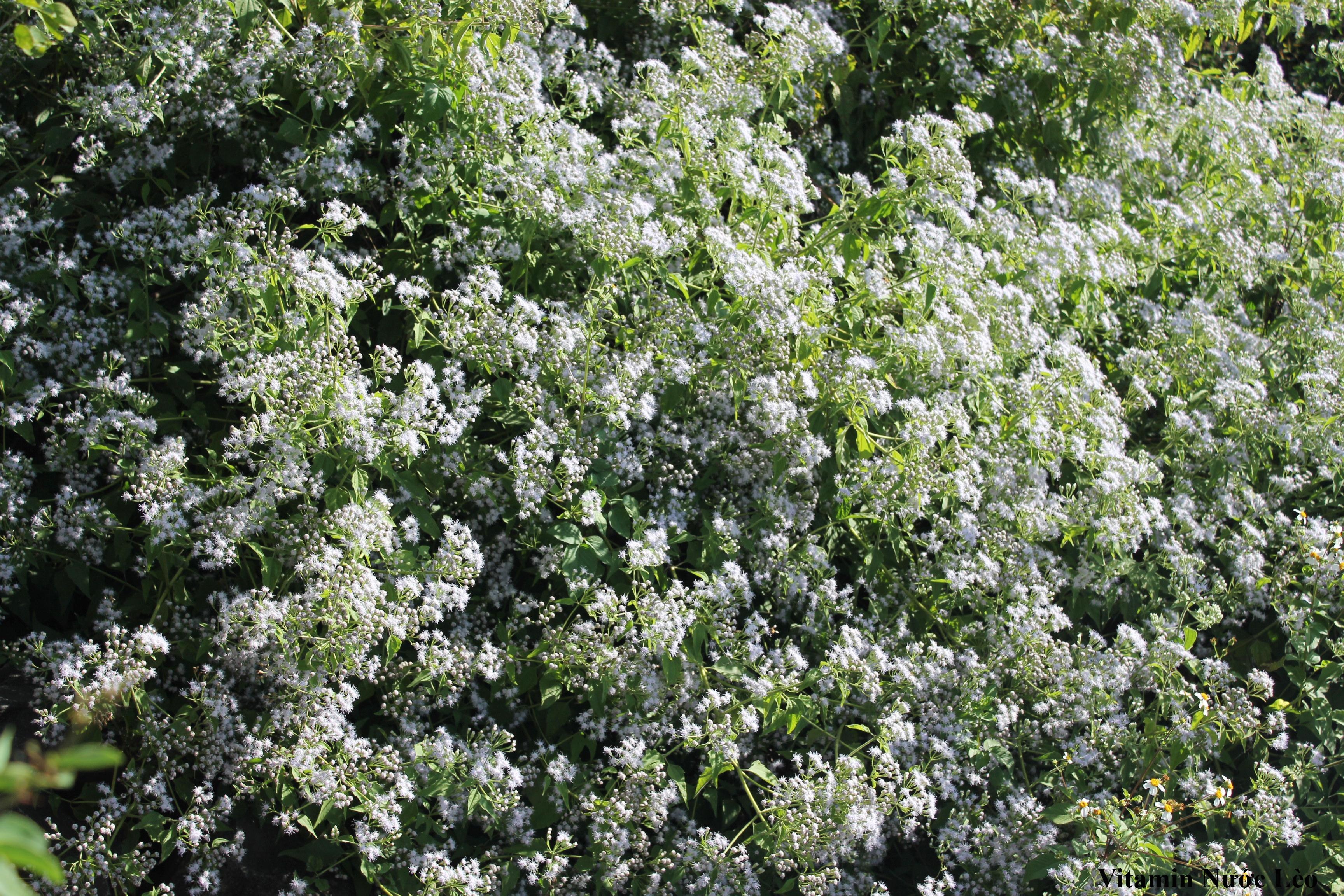 Nếu nói, Dã Quỳ có thể sánh ngang như hoa cải vàng Mộc Châu mùa tết, thì hoa Cỏ Hôi, một giống hoa dại đặc trưng của Lâm Đồng có tác dụng làm thuốc cầm máu lại nhẹ nhàng khoe sắc như những bông cải trắng. Giữa nàn sương sớm, vẻ đẹp ấy càng dịu dàng hơn nhiều lần.