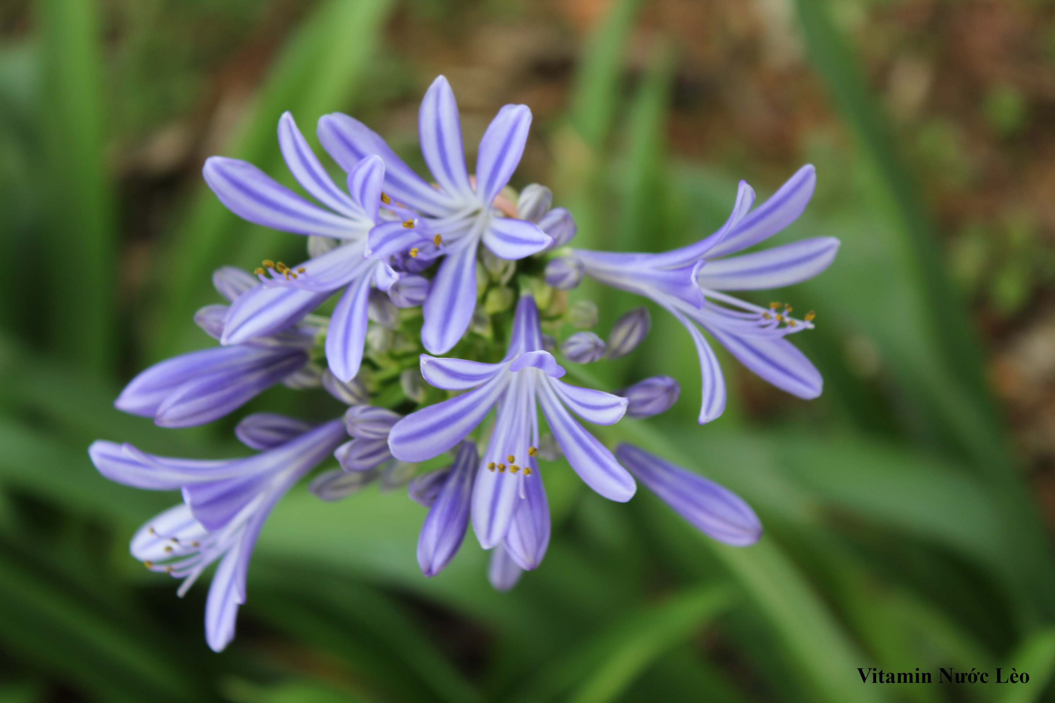 Cũng như Đà Lạt, Bảo Lộc là nơi phù hợp để trồng các loại hoa đặc trưng xứ lạnh. Bảo Lộc vẫn mang cái hồn rất riêng của núi rừng Tây Nguyên. Hy vọng bạn sẽ có những kỷ niệm đẹp và những cảm xúc khó quên tại mảnh đất hiền hòa xinh đẹp này.