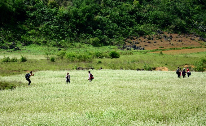 Ai đã từng đi đây đó khám phá, nghe đến hoa tam giác mạch Trấn Yên sẽ cảm thấy vừa lạ vừa quen. Quen bởi  tam giác mạch mấy năm nay đã trở thành loài hoa được dân du lịch săn đón trong mỗi chuyến khám phá núi rừng phía Bắc.