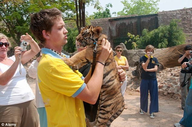 Hình ảnh du khách thích thú bên những con hổ con. Ảnh: Dailymail.