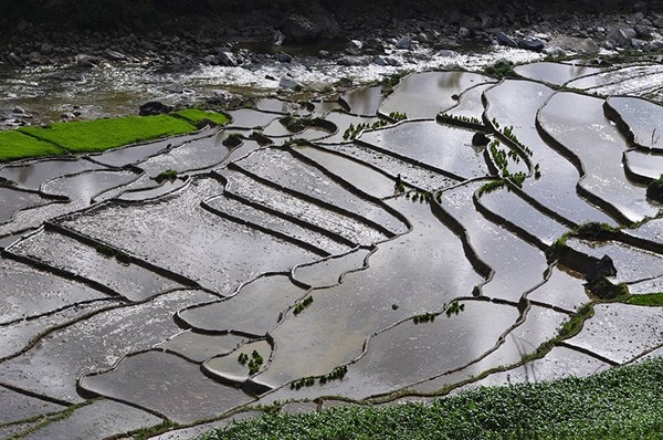 Du khách lên Sa Pa vào dịp này sẽ được chiêm ngưỡng những thửa ruộng tuyệt đẹp.