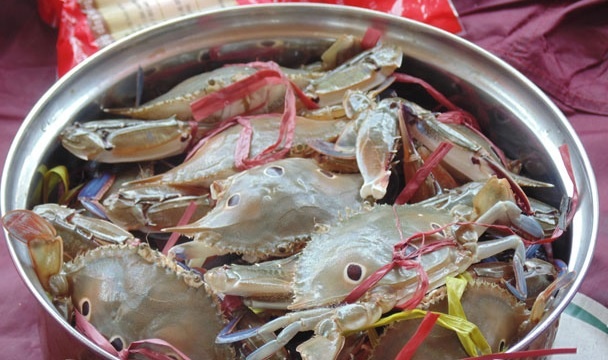 Ve Can Gio an hai san ngon, re hinh anh