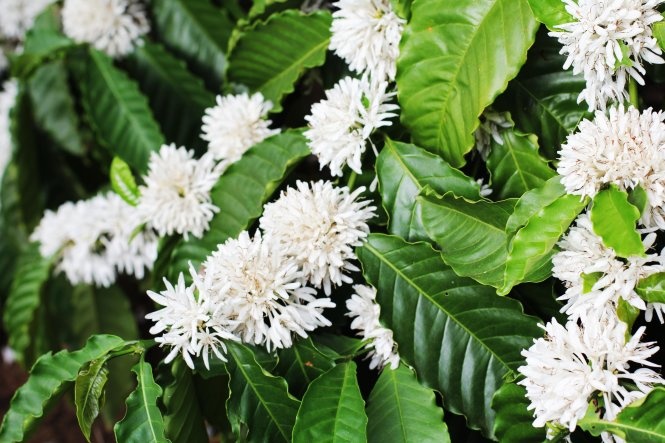 Trắng muốt những bông hoa cà phê Buôn Ma Thuột. Ảnh: Iris Trương.