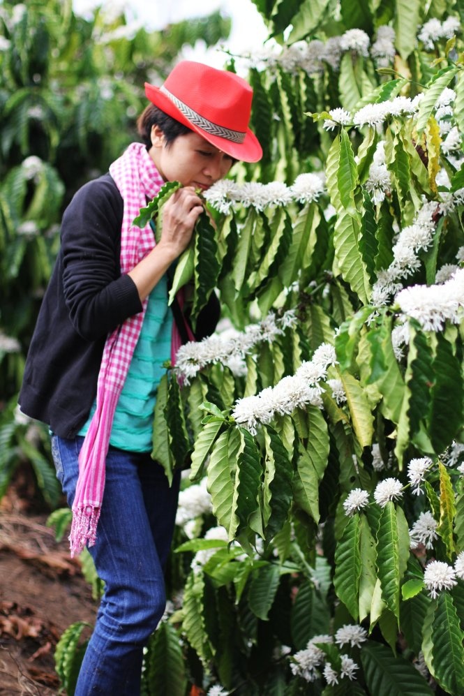 Du khách say lòng với hoa cà phê Buôn Ma Thuột. Ảnh: Bình Nguyễn.