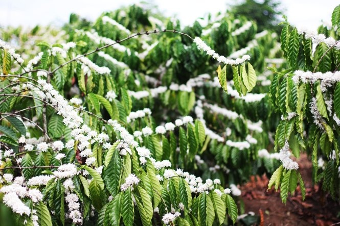 Những bông hoa như tuyết phủ trắng trên cành. Ảnh: Iris Trương.