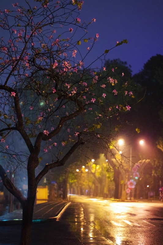 Hương đêm Hà Nội. Ảnh: NgAnhTuan.