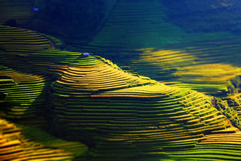 Chiều vàng. Ảnh: NgTrungQuan.