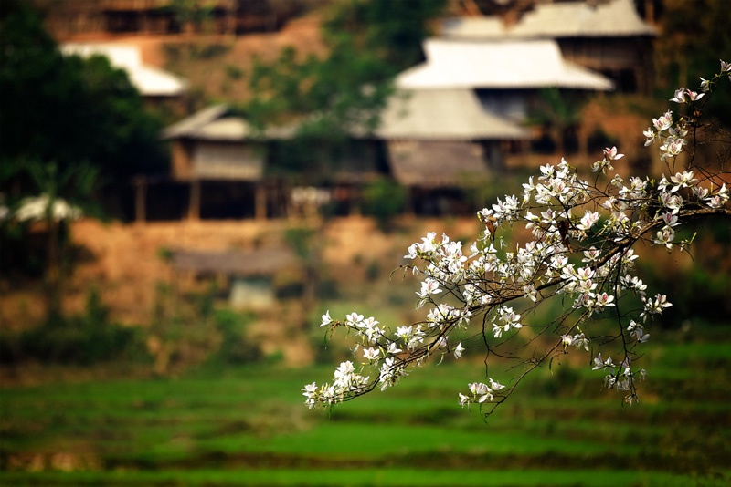 Nhành ban trắng. Ảnh: NgTrungQuan.