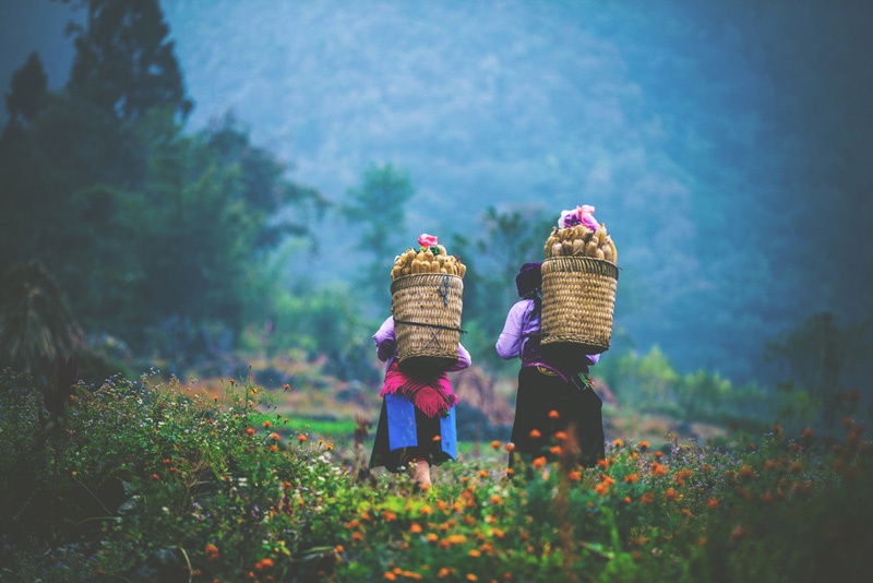 Mùa no ấm. Ảnh: NgTrungQuan.