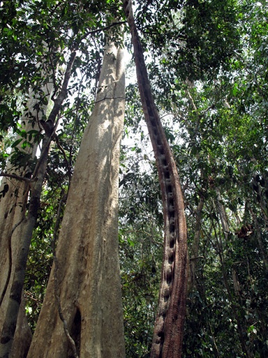 Động vật đặc trưng có: tê giác Java một sừng, voi châu Á, bò tót, gấu chó, gấu ngựa, trâu rừng, hổ, báo hoa mai, báo gấm, nai... Các loài chim của Cát Tiên cũng phong phú đa dạng: đại bàng đen, vịt trời cánh trắng, chim mỏ sừng lớn... Cát Tiên cũng là nơi cư ngụ của 40 loài nằm trong Sách đỏ thế giới, trong đó đặc biệt là loài tê giác. Ảnh: Khampha.