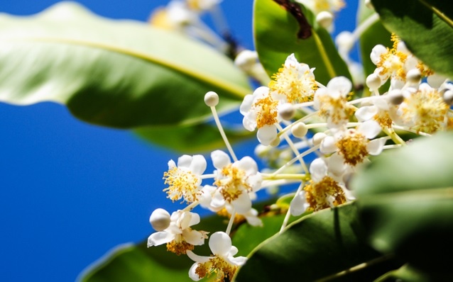 Ve dep ruc ro truoc song gio Truong Sa hinh anh