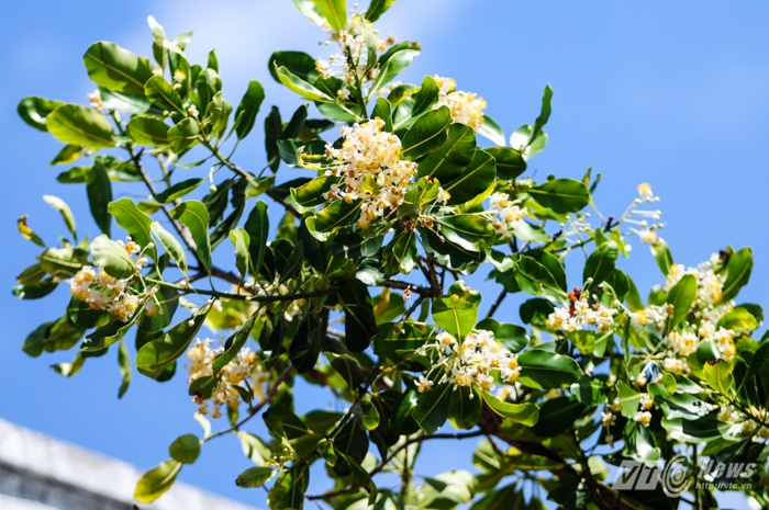 Cành hoa mù u trắng muốt trên đảo Sinh Tồn.